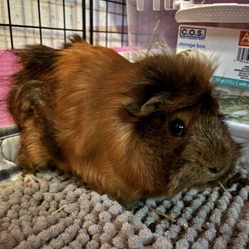 Rescue Guinea Pig Guinea Pigs for Adoption in Miami, Florida - Davie | PetCurious